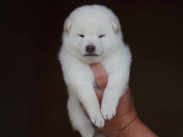 AI5I9694-puppy AI5I9694-puppy