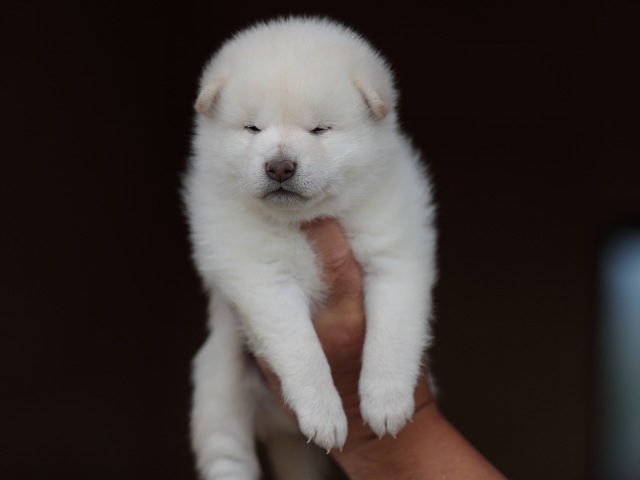 AI5I9702-puppy AI5I9702-puppy