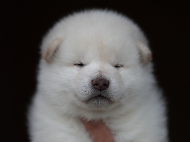 AI5I9704-puppy AI5I9704-puppy