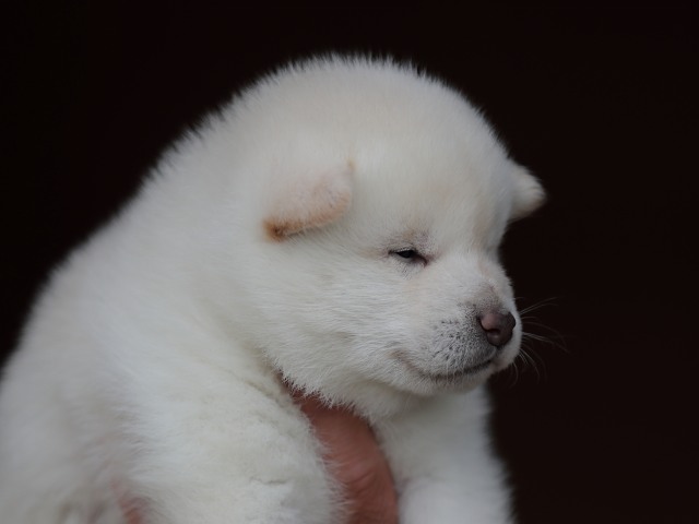 AI5I9712-puppy AI5I9712-puppy