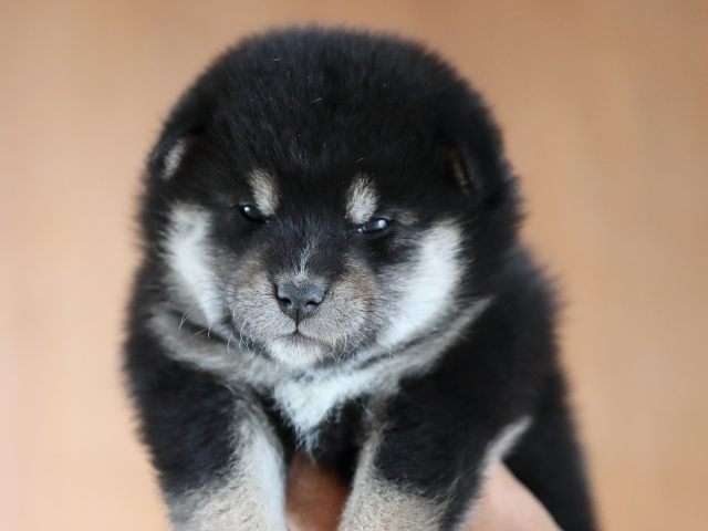 AI5I9735-puppy AI5I9735-puppy