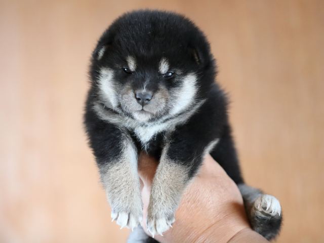AI5I9736-puppy AI5I9736-puppy