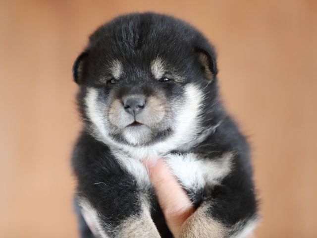 AI5I9741-puppy AI5I9741-puppy