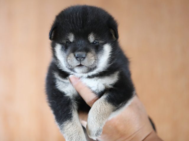 AI5I9745-puppy AI5I9745-puppy