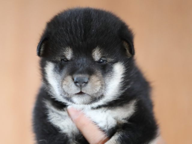 AI5I9748-puppy AI5I9748-puppy