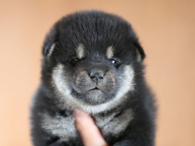 AI5I9755-puppy AI5I9755-puppy