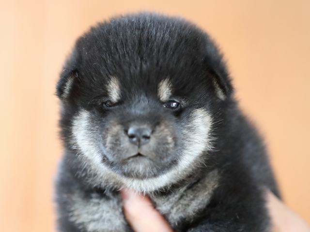 AI5I9759-puppy AI5I9759-puppy