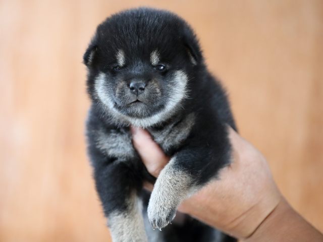 AI5I9762-puppy AI5I9762-puppy