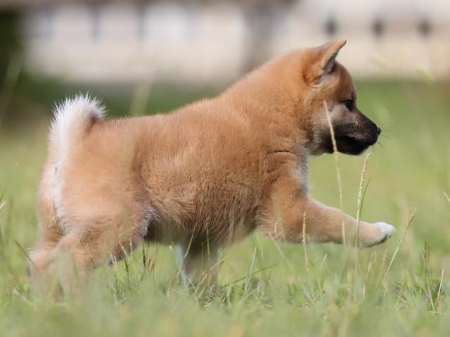 AI5I9802-puppy AI5I9802-puppy