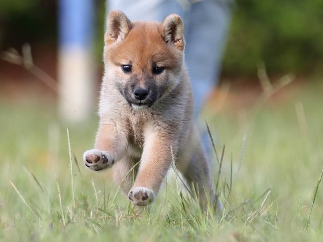 AI5I9861-puppy AI5I9861-puppy