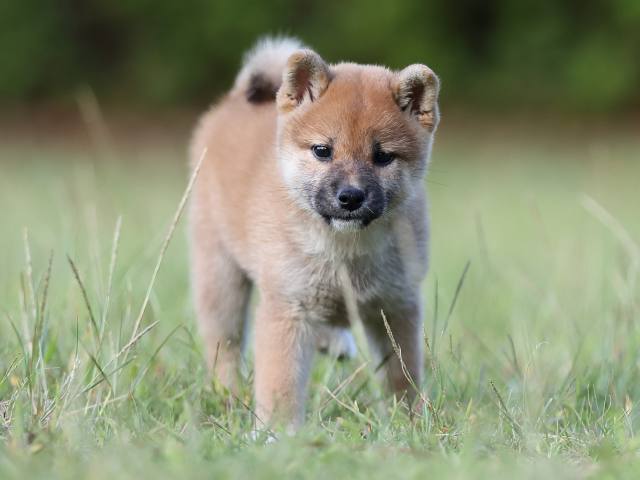 AI5I9875-puppy AI5I9875-puppy