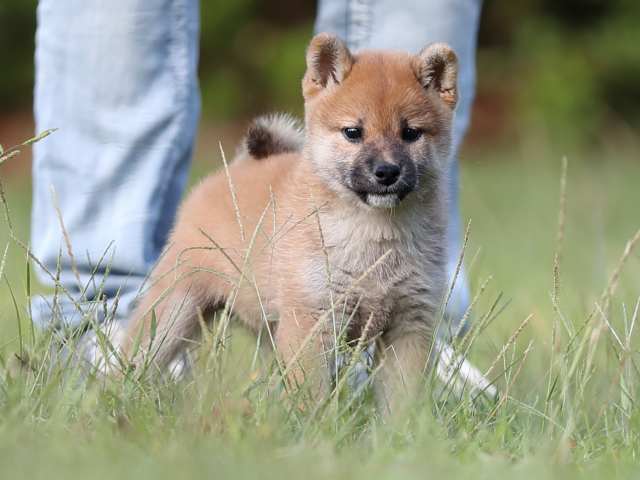 AI5I9890-puppy AI5I9890-puppy
