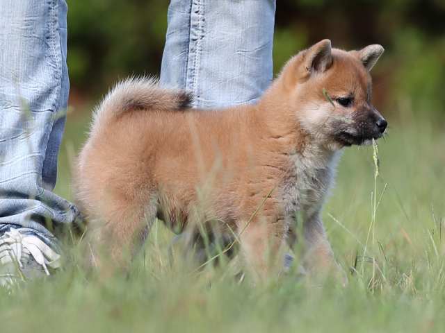 AI5I9901-puppy AI5I9901-puppy