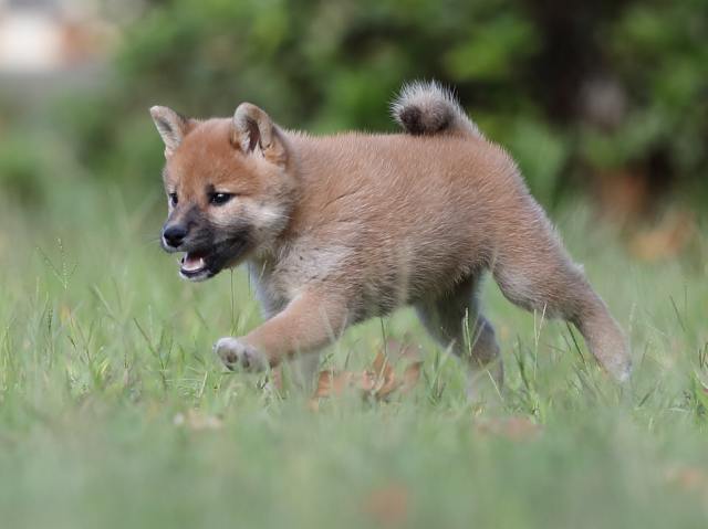 AI5I9904-puppy AI5I9904-puppy