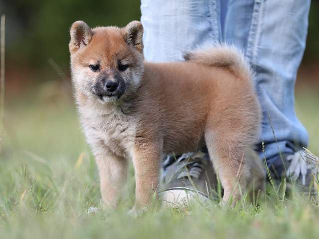 AI5I9950-puppy AI5I9950-puppy