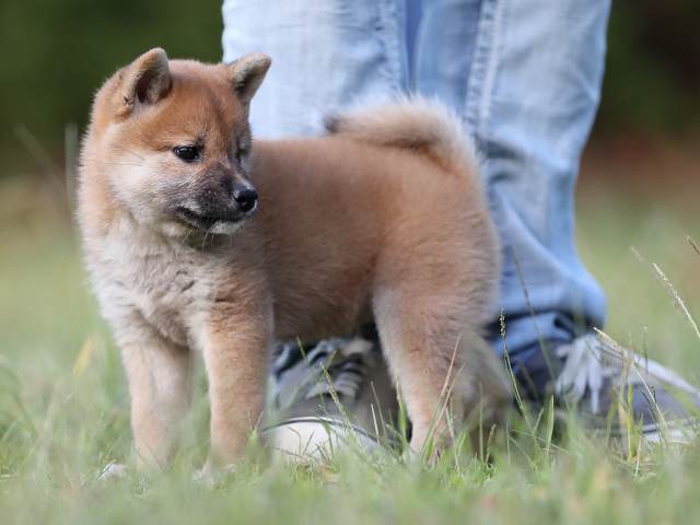 AI5I9955-puppy AI5I9955-puppy