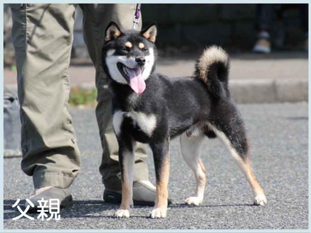 父親犬 父親犬