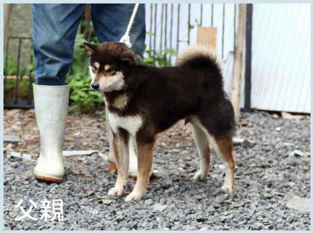 若波の仙玉号 若波の仙玉号