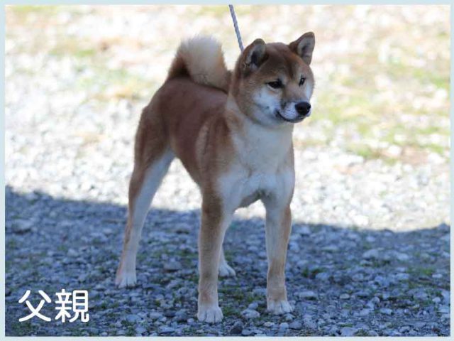 栄の竜之助号 栄の竜之助号