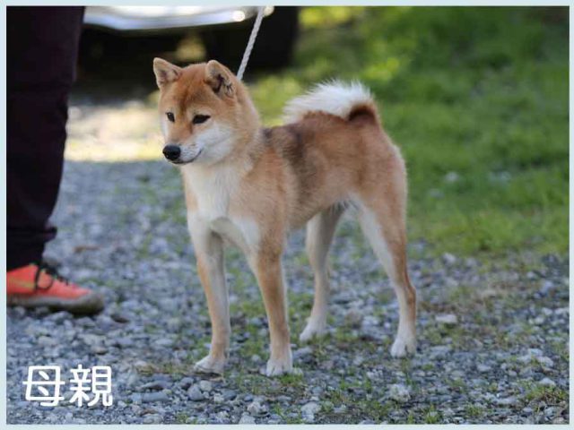 美桜の舞羅号 美桜の舞羅号
