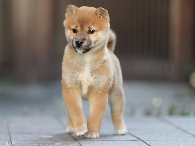 AI5I0029-puppy-puppy AI5I0029-puppy-puppy