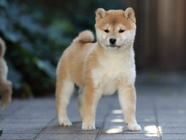 AI5I0032-puppy AI5I0032-puppy