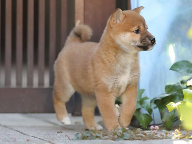 AI5I0039-puppy AI5I0039-puppy