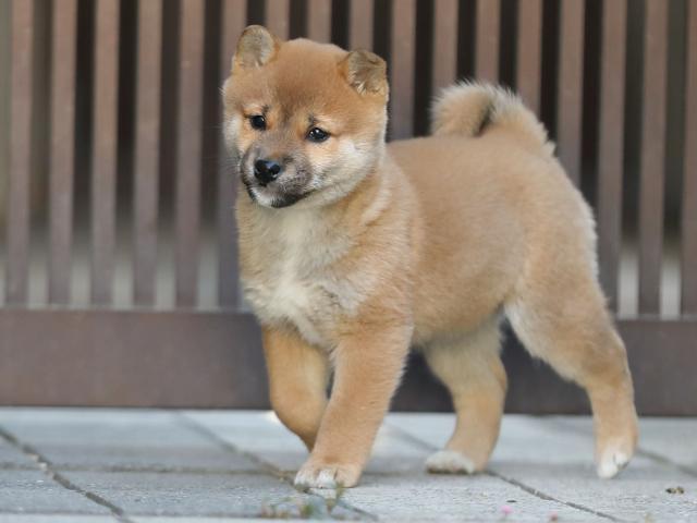 AI5I0056-puppy-puppy AI5I0056-puppy-puppy