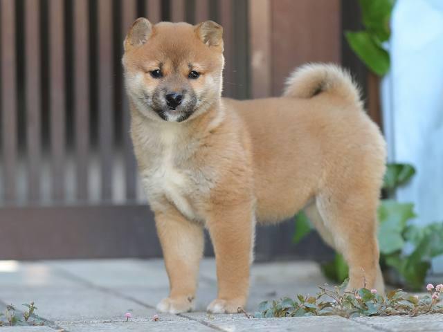 AI5I0074-puppy-puppy AI5I0074-puppy-puppy