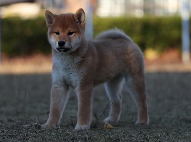 AI5I0103-puppy AI5I0103-puppy