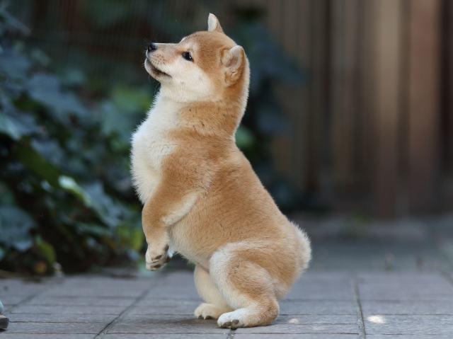 AI5I0104-puppy AI5I0104-puppy