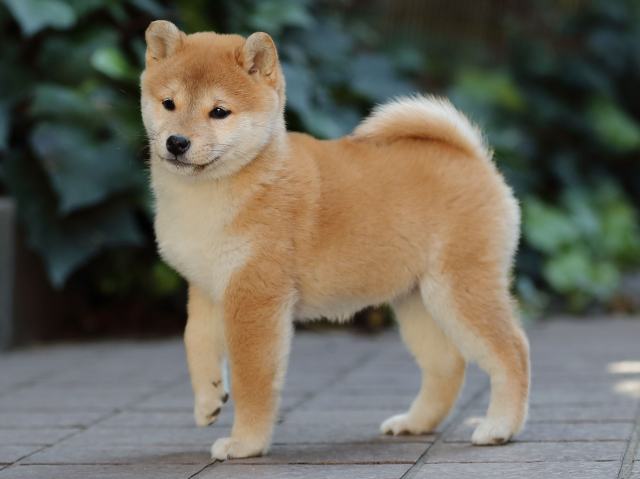 AI5I0123-puppy AI5I0123-puppy