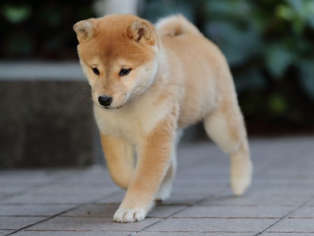AI5I0140-puppy AI5I0140-puppy
