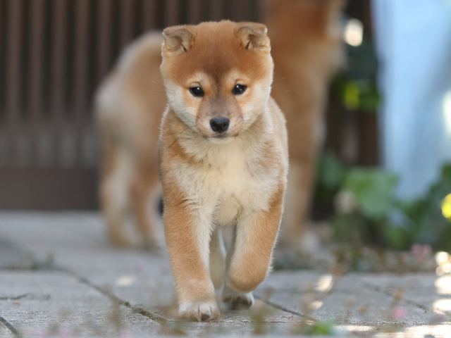AI5I0169-puppy AI5I0169-puppy