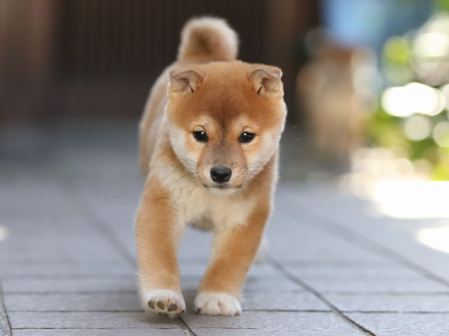 AI5I0188-puppy AI5I0188-puppy