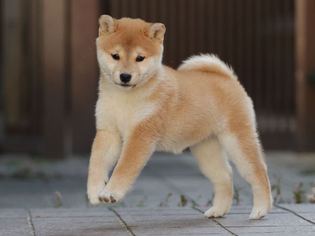 AI5I0235-puppy AI5I0235-puppy