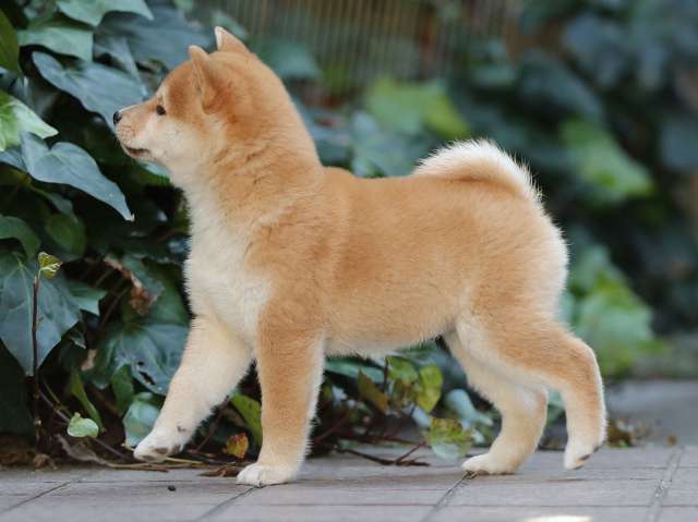 AI5I0259-puppy AI5I0259-puppy