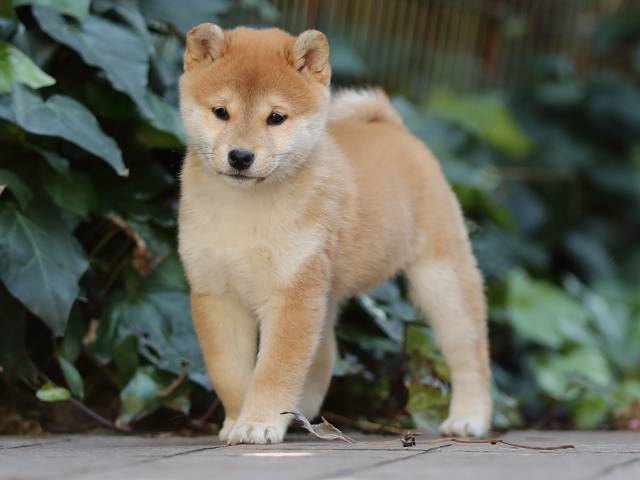 AI5I0269-puppy AI5I0269-puppy