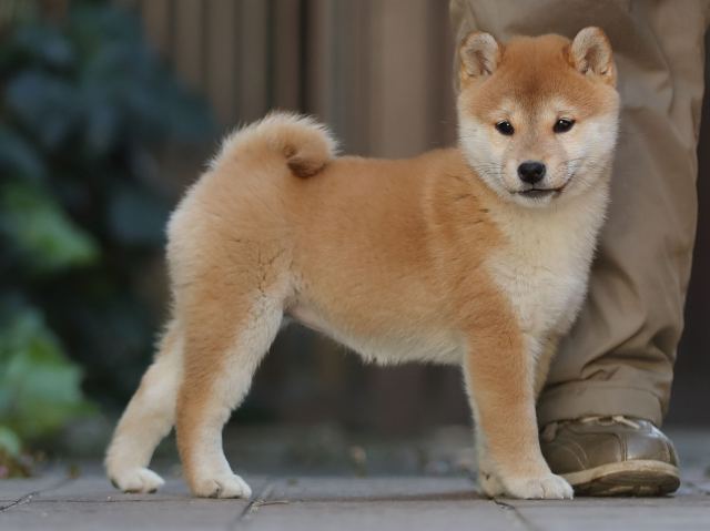 AI5I0273-puppy AI5I0273-puppy