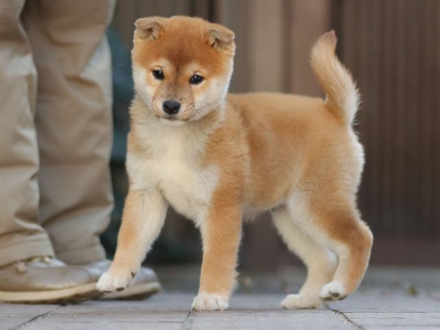 AI5I0296-puppy AI5I0296-puppy