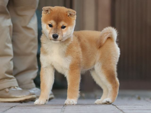 AI5I0297-puppy AI5I0297-puppy