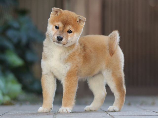 AI5I0320-puppy AI5I0320-puppy