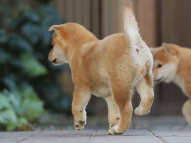 AI5I0378-puppy AI5I0378-puppy