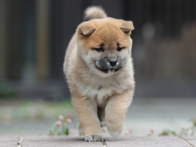 AI5I0422-puppy AI5I0422-puppy