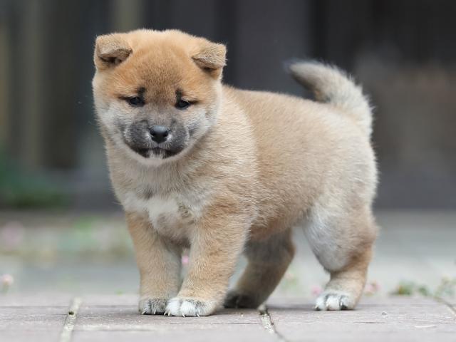 AI5I0431-puppy AI5I0431-puppy