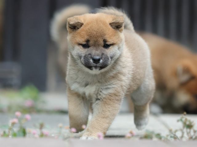 AI5I0437-puppy AI5I0437-puppy