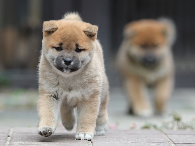 AI5I0442-puppy AI5I0442-puppy