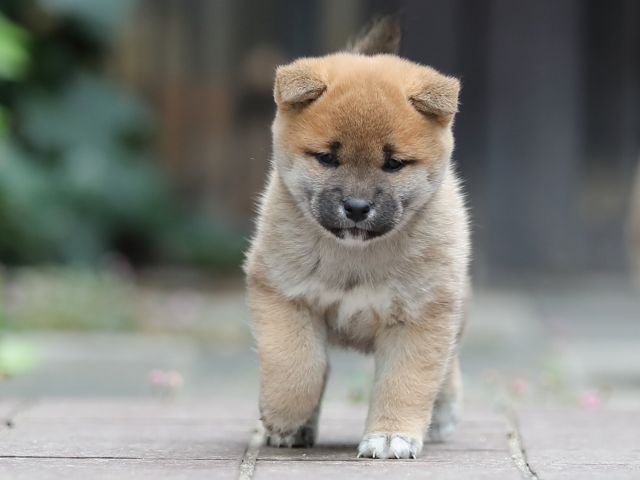 AI5I0446-puppy AI5I0446-puppy