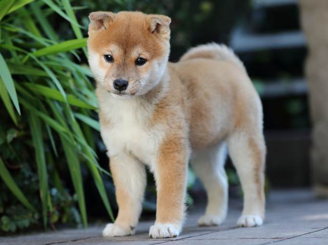 AI5I0447-puppy AI5I0447-puppy