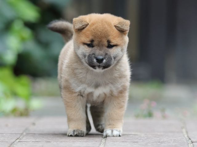 AI5I0450-puppy AI5I0450-puppy